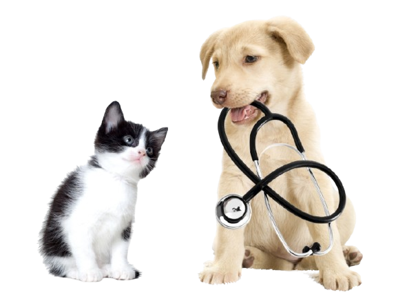 Consultas Veterinárias