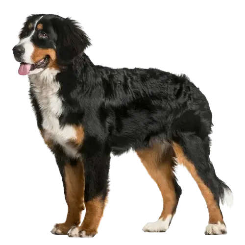 Cachorro Feliz Principal